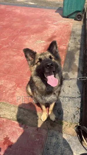 1+ year Male Purebred German Shepherd