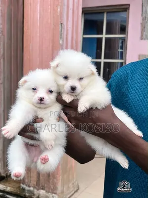 1-3 months Female Purebred American Eskimo