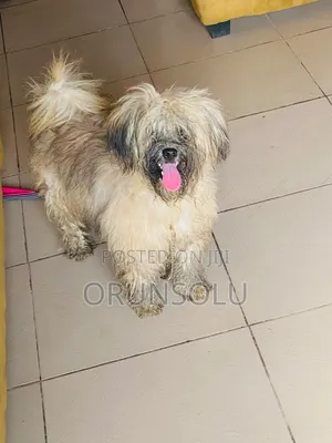 6-12 months Female Purebred Lhasa Apso