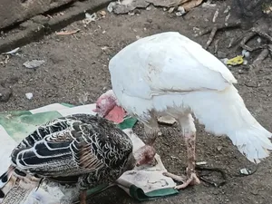 Owooluwa Live Stock Care