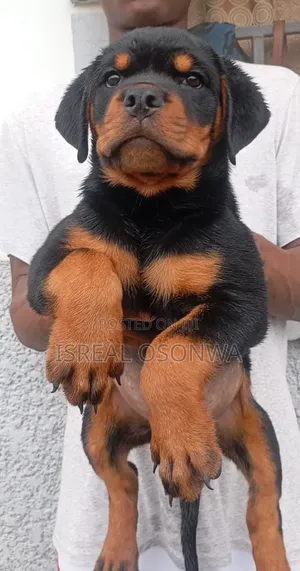 1-3 months Female Purebred Rottweiler