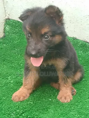 1-3 months Female Purebred German Shepherd