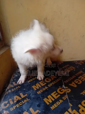 1-3 months Male Purebred American Eskimo