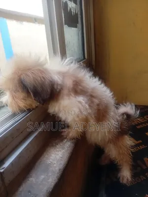 1-3 months Male Purebred Lhasa Apso
