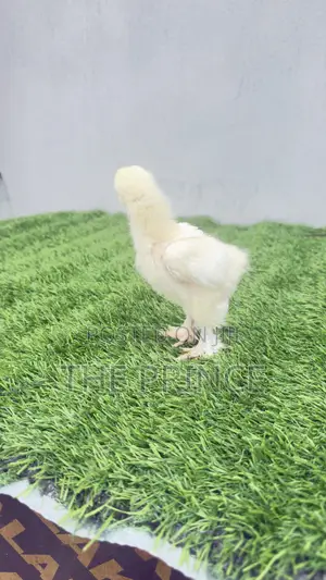 Day Old Brahma Chicken Available for Sale