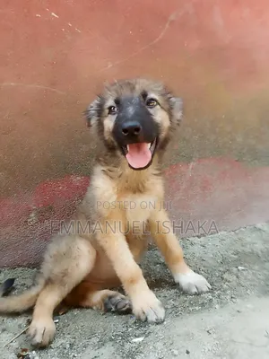 1-3 months Female Purebred German Shepherd