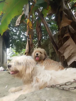 1+ year Female Purebred Lhasa Apso