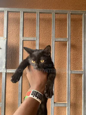 1-3 months Female Purebred Bombay
