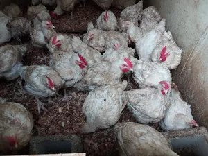 Brooded Broilers Chicken 2 Weeks