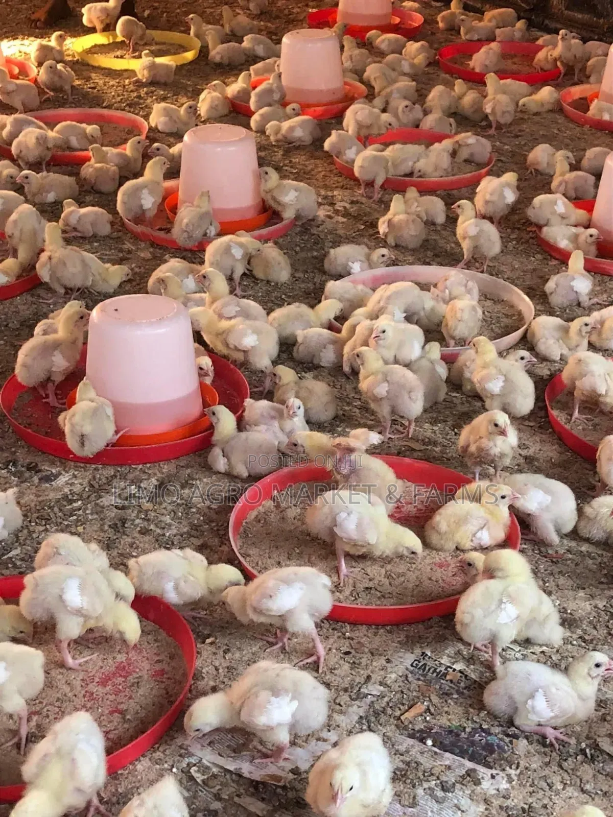 Brooded Broilers Chicken 2 Weeks