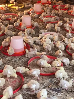 Brooded Broilers Chicken 2 Weeks