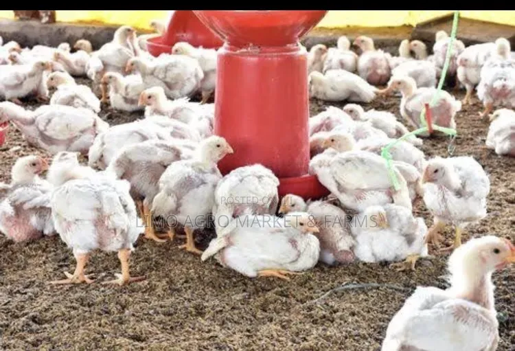Brooded Broilers Chicken 2 Weeks
