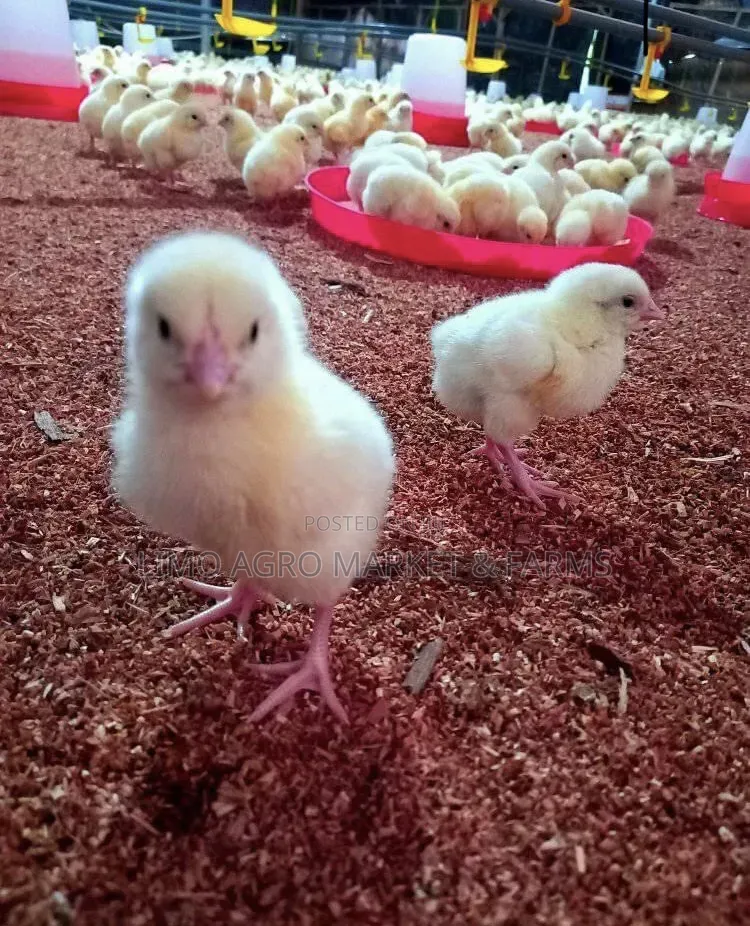 Brooded Broilers Chicken 2 Weeks