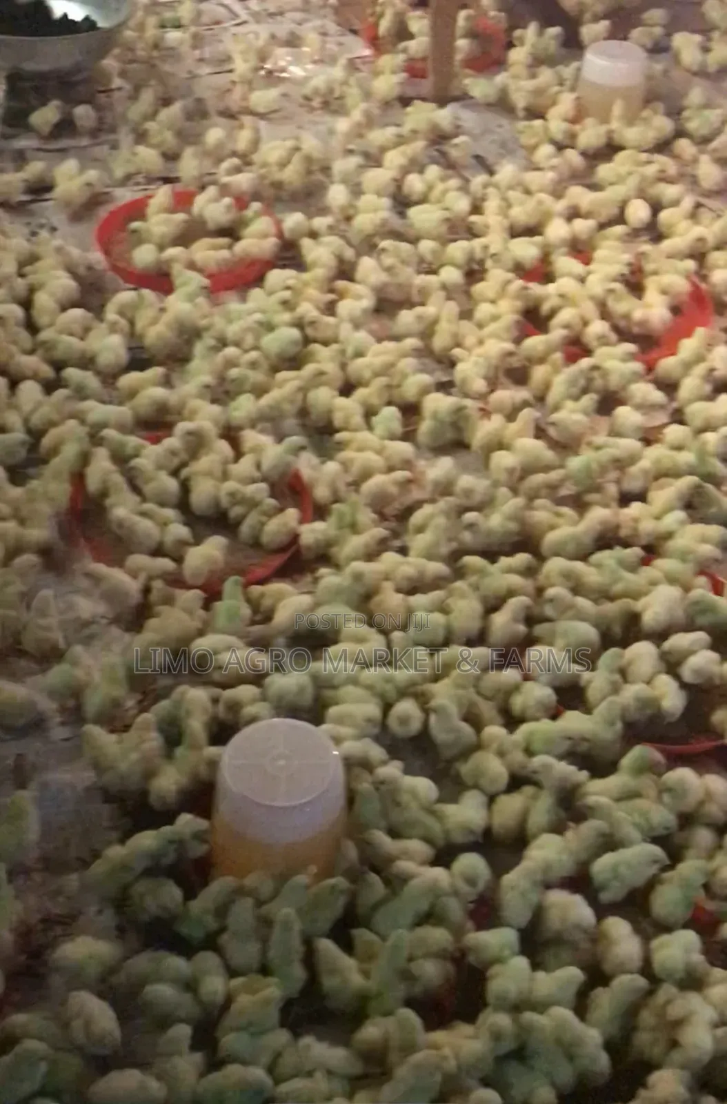 Brooded Broilers Chicken 2 Weeks