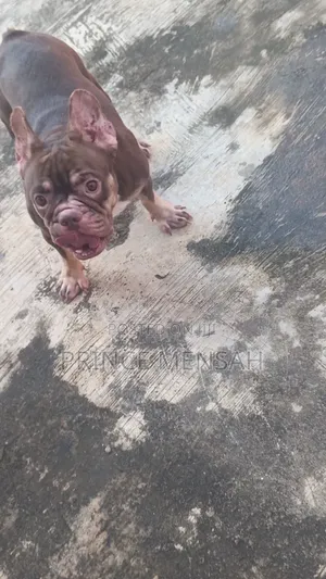 1+ year Female Purebred French Bulldog