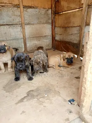 0-1 month Female Purebred Boerboel