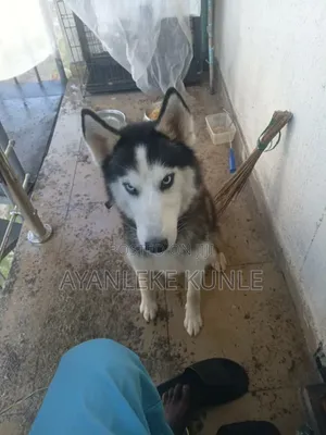 1+ year Male Purebred Siberian Husky