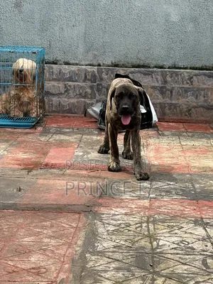 1-3 months Male Purebred Boerboel