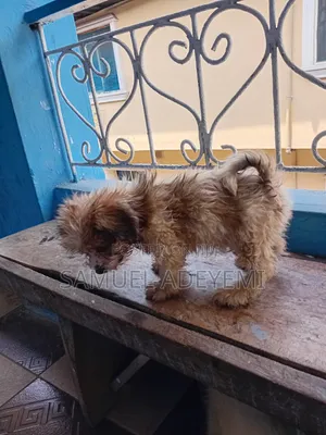 1-3 months Male Purebred Lhasa Apso