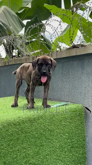 1-3 months Male Purebred Boerboel