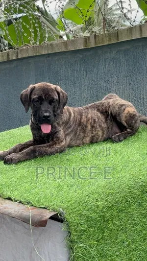1-3 months Male Purebred Boerboel