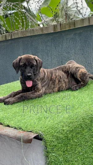 1-3 months Male Purebred Boerboel