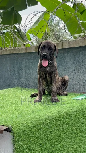 1-3 months Male Purebred Boerboel