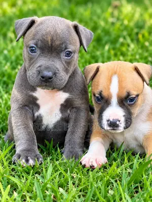 1-3 months Female Purebred American Bully