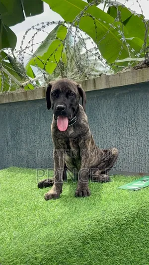 1-3 months Male Purebred Boerboel