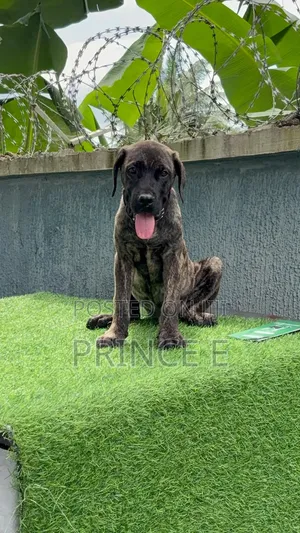 1-3 months Male Purebred Boerboel