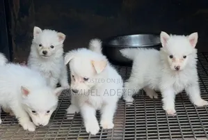1-3 months Male Purebred American Eskimo