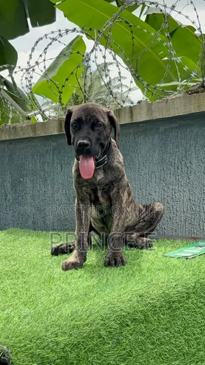 1-3 months Male Purebred Boerboel