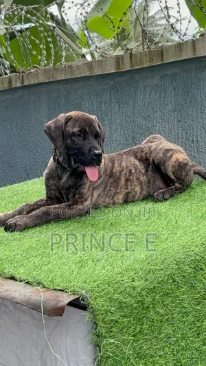 1-3 months Male Purebred Boerboel
