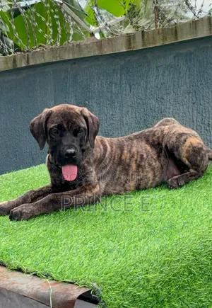 1-3 months Male Purebred Boerboel