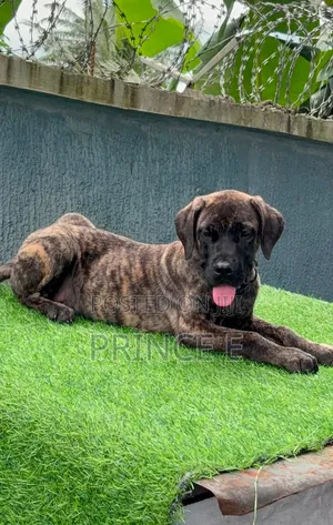1-3 months Male Purebred Boerboel