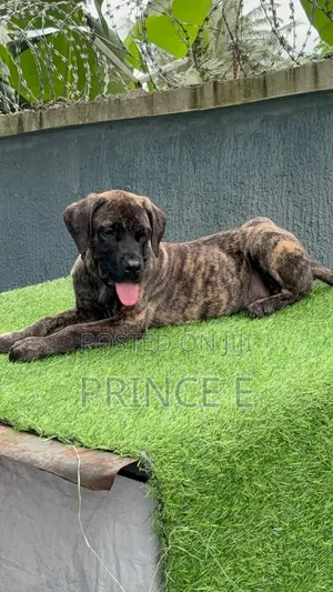 1-3 months Male Purebred Boerboel