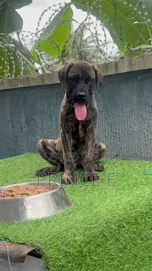 1-3 months Male Purebred Boerboel