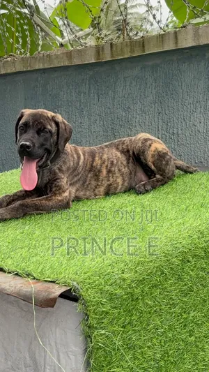 1-3 months Male Purebred Boerboel