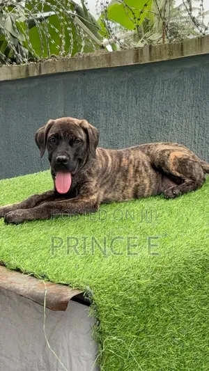 1-3 months Male Purebred Boerboel