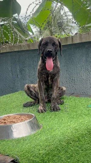 1-3 months Male Purebred Boerboel