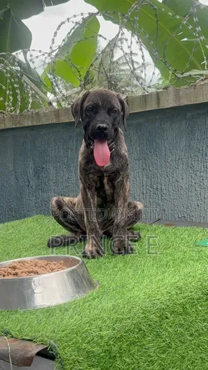 1-3 months Male Purebred Boerboel