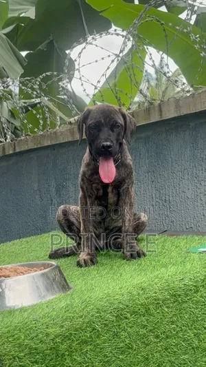 1-3 months Male Purebred Boerboel