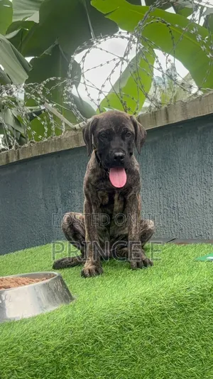 1-3 months Male Purebred Boerboel