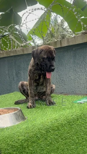 1-3 months Male Purebred Boerboel