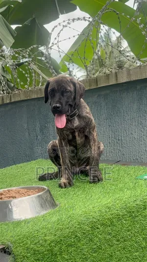 1-3 months Male Purebred Boerboel