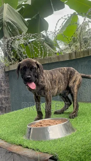 1-3 months Male Purebred Boerboel
