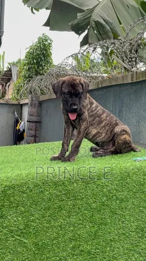 1-3 months Male Purebred Boerboel