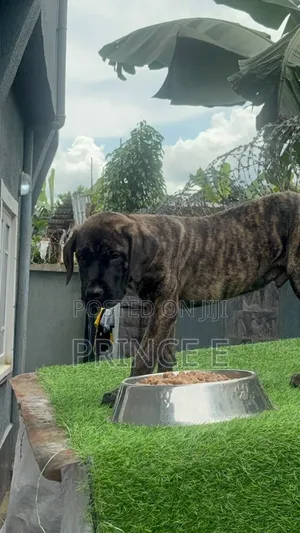 1-3 months Male Purebred Boerboel