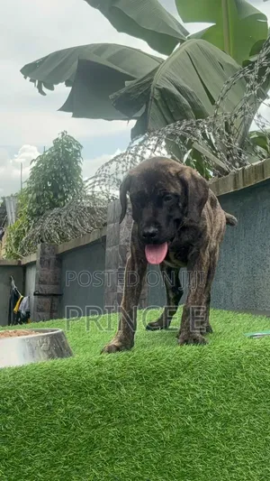 1-3 months Male Purebred Boerboel
