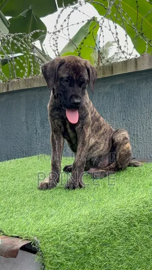 1-3 months Male Purebred Boerboel
